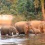 Elephants bathing together is too sweet to miss