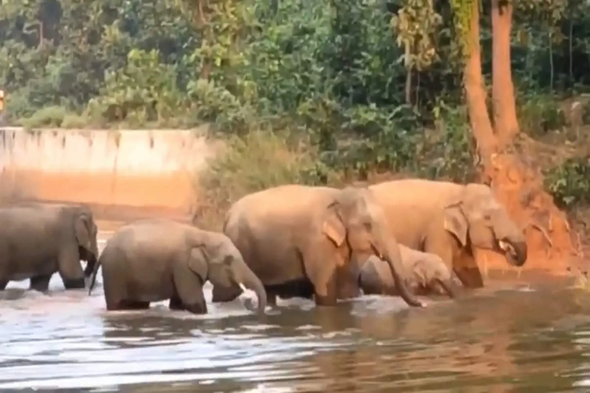 Elephants bathing