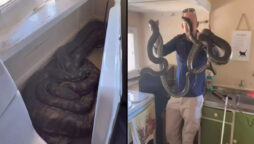 2 pythons mating in Australian woman’s kitchen behind microwave