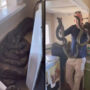 2 pythons mating in Australian woman’s kitchen behind microwave
