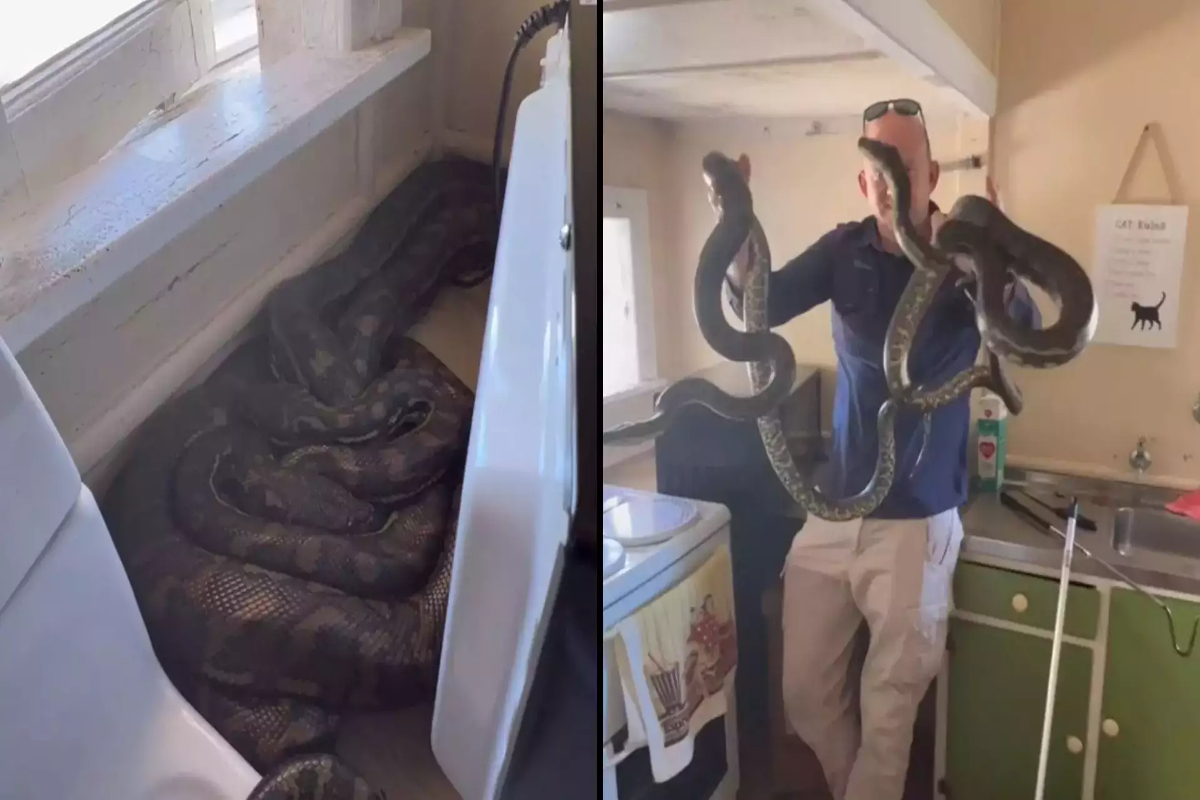 2 pythons mating