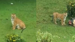 Tiger Near Golf In Tamil Nadu’s Ooty, Internet Shocked: Viral