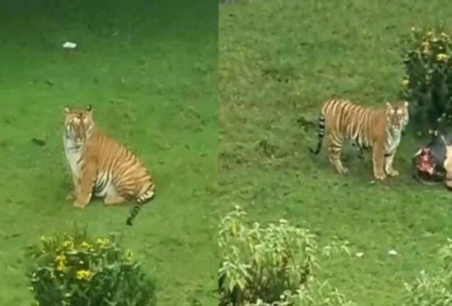 Tiger Near Golf In Tamil Nadu’s Ooty, Internet Shocked: Viral