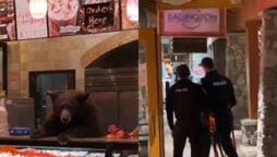 Cookie monster bear casually enters bakery to consume sweets