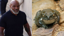 Park visitors urged not to lick Mike Tyson favorite psychedelic toad