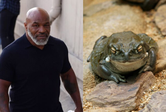 Park visitors urged not to lick Mike Tyson favorite psychedelic toad