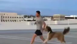 Dog Exercising With Owner Will Cure Your Monday Blues