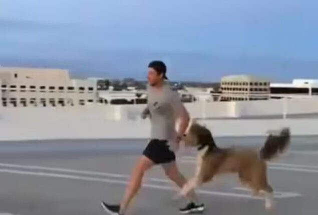 Dog Exercising With Owner Will Cure Your Monday Blues