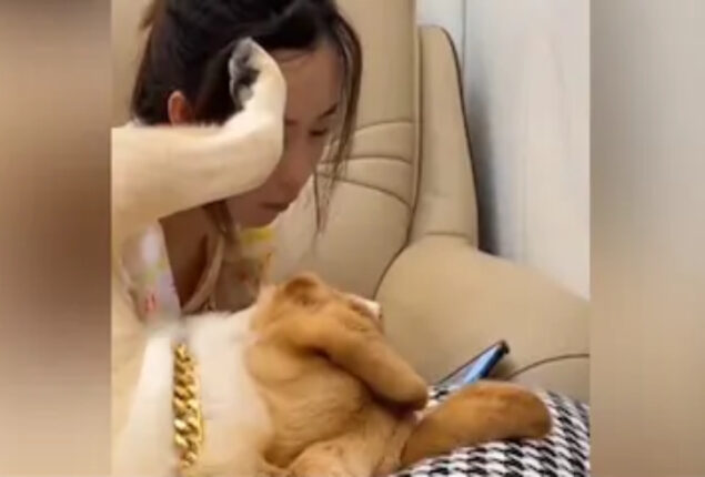 Adorable dog caresses woman’s hair in video