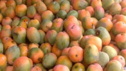 Optical Illusion: Find the Parrot Hidden Among the Mangoes