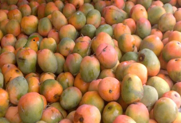 Optical Illusion: Find the Parrot Hidden Among the Mangoes