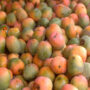 Optical Illusion: Find the Parrot Hidden Among the Mangoes