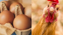 “No eggs by Christmas” as ‘cannibal chickens’ scare rises