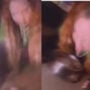 Madonna licking water out of dog bowl video went viral
