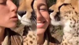 Cheetah licks woman’s cheek after being kissed: Watch