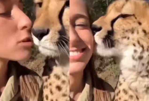 Cheetah licks woman’s cheek after being kissed: Watch