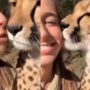 Cheetah licks woman’s cheek after being kissed: Watch