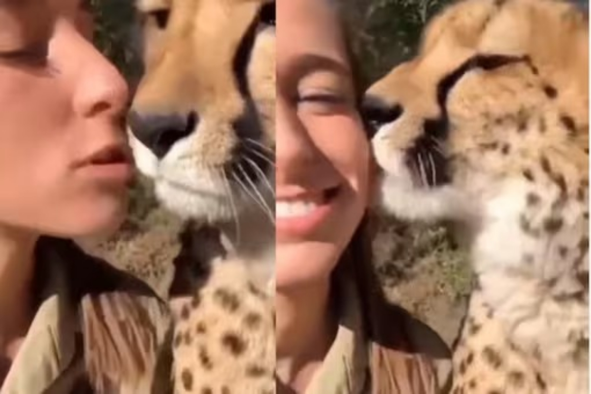 Cheetah licks woman's cheek
