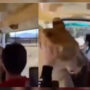 Lioness enters safari truck, everyone pets the cat
