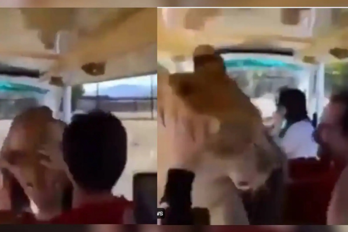 Lioness enters safari truck