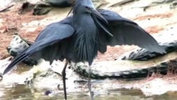 Black Heron uses umbrella-like shade to catch prey: Watch