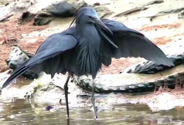 Black Heron