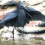 Black Heron uses umbrella-like shade to catch prey: Watch