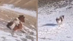 Cow Sliding Down Snowy Mountain is Weekend Vibes: Watch