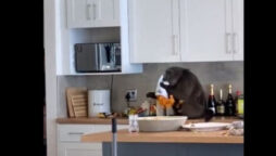 Invading baboon consumes avocados and chips: Video Viral