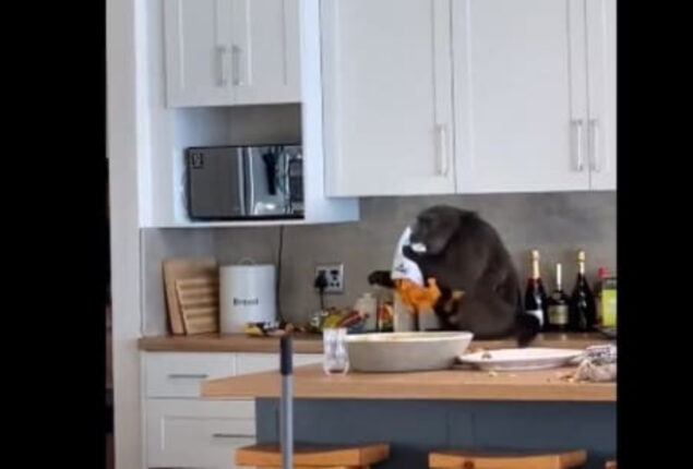 Invading baboon consumes avocados and chips: Video Viral