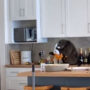 Invading baboon consumes avocados and chips: Video Viral