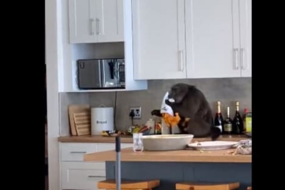 Invading baboon
