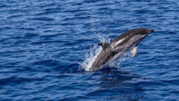 Dolphins slam into a school of salmon in Australia