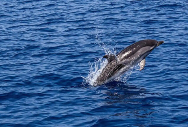 Dolphins slam into a school of salmon in Australia