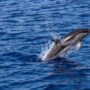 Dolphins slam into a school of salmon in Australia