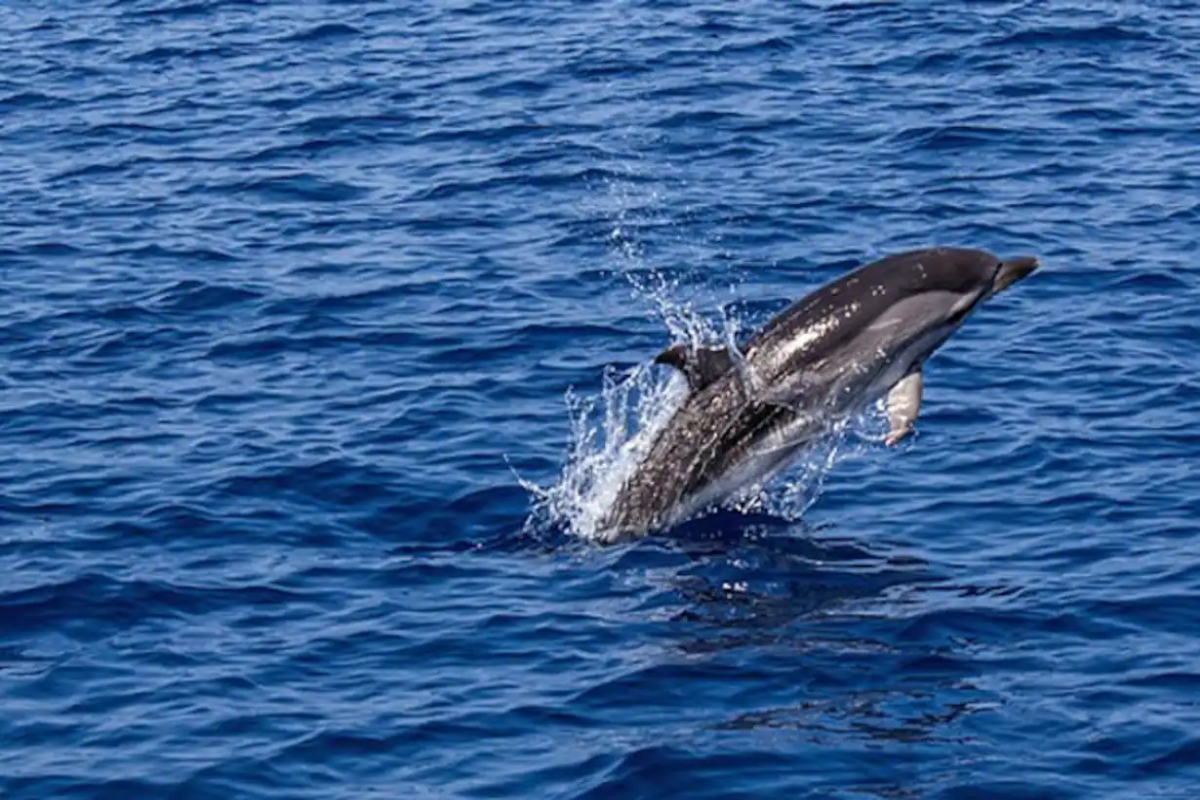 Dolphins slam