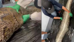 5-foot alligator pulled from Burmese python’s stomach: VIDEO