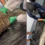 5-foot alligator pulled from Burmese python’s stomach: VIDEO