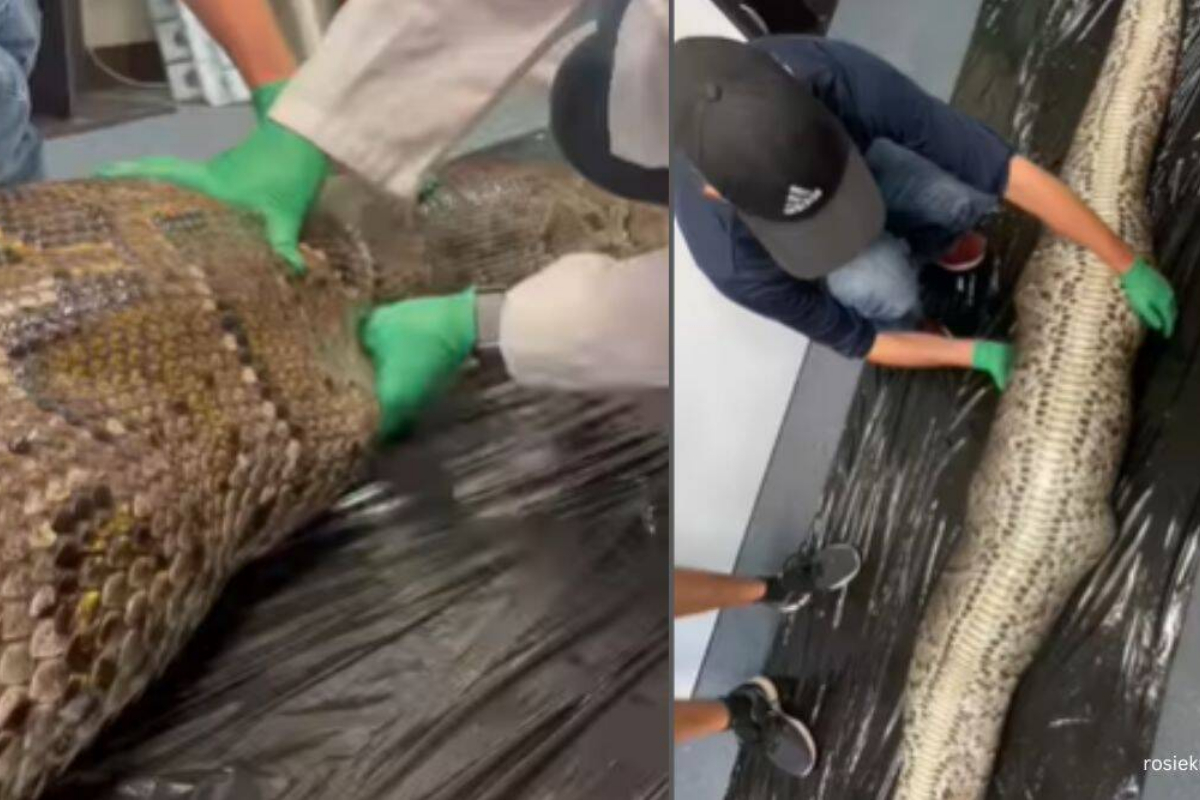 5-foot alligator