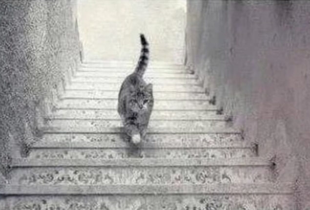 Optical Illusion