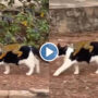 Netizens amused by monkey’s ‘free ride’ on a cat: WATCH