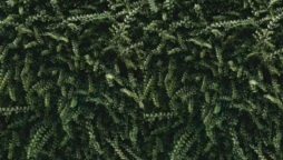 Optical Illusion: Caterpillar Search! Could You Spot the Caterpillar?