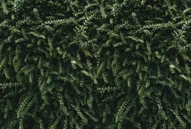 Optical Illusion: Caterpillar Search! Could You Spot the Caterpillar?