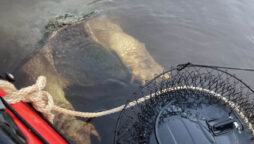 Massive river monster with ‘bear-like’ claws terrorises kayakers