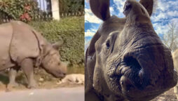 Rhino wakes a roadside dog, then this happens. Watch