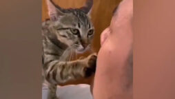 Cat comforting a crying owner is adorable: Viral Video