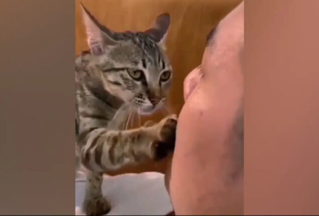 Cat comforting a crying owner is adorable: Viral Video