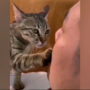 Cat comforting a crying owner is adorable: Viral Video