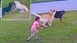 Hero dog saves 6-year-old from neighbor’s dog