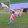 Hero dog saves 6-year-old from neighbor’s dog
